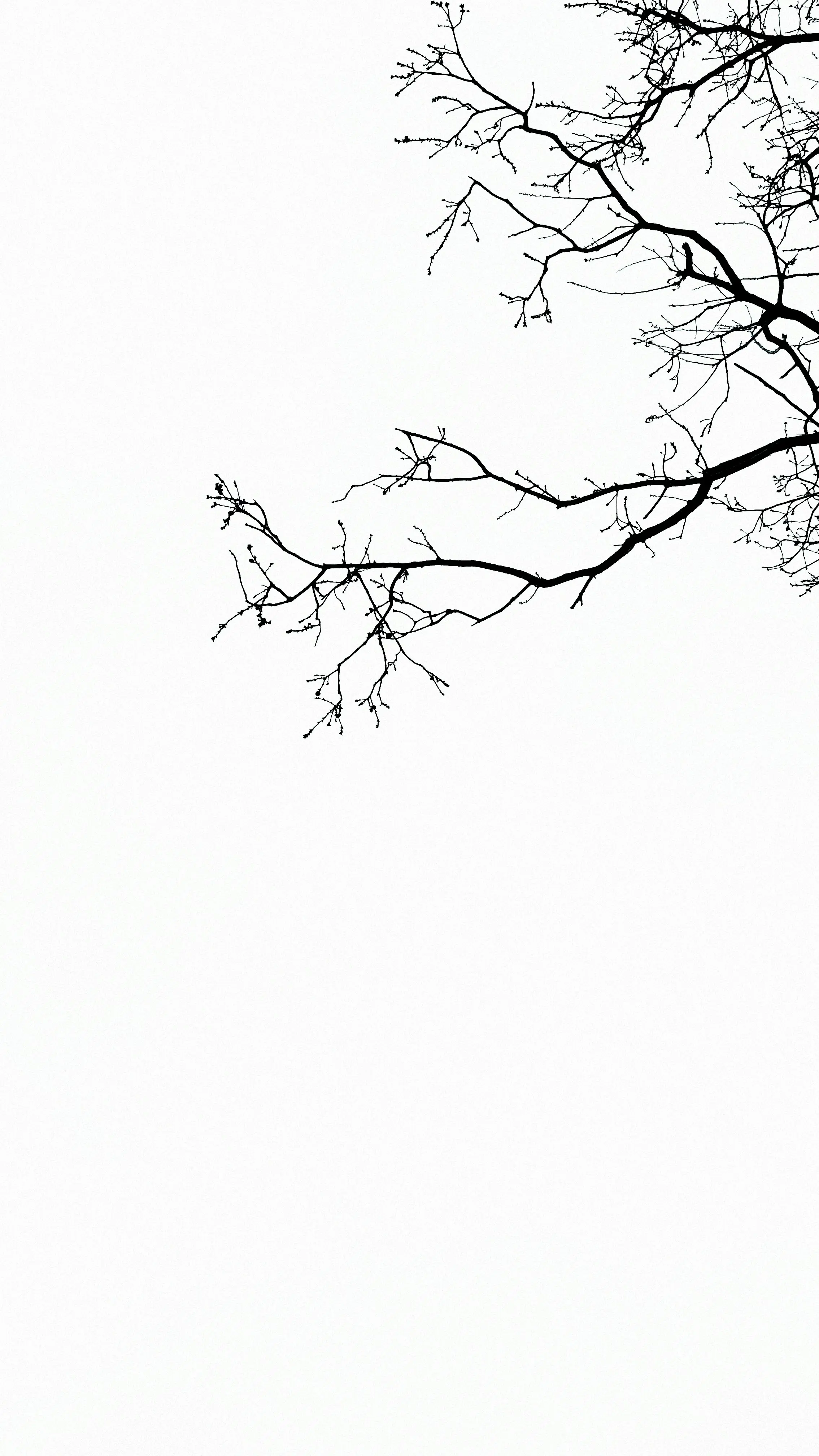 mission statement tree trunk